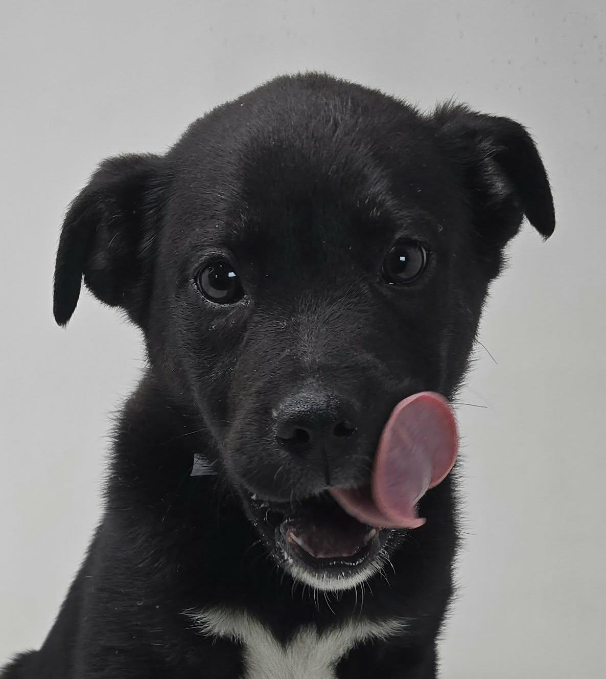 Enlarge Valentine, a ADOPTABLE mixed breed in Newport, TN image 4/4