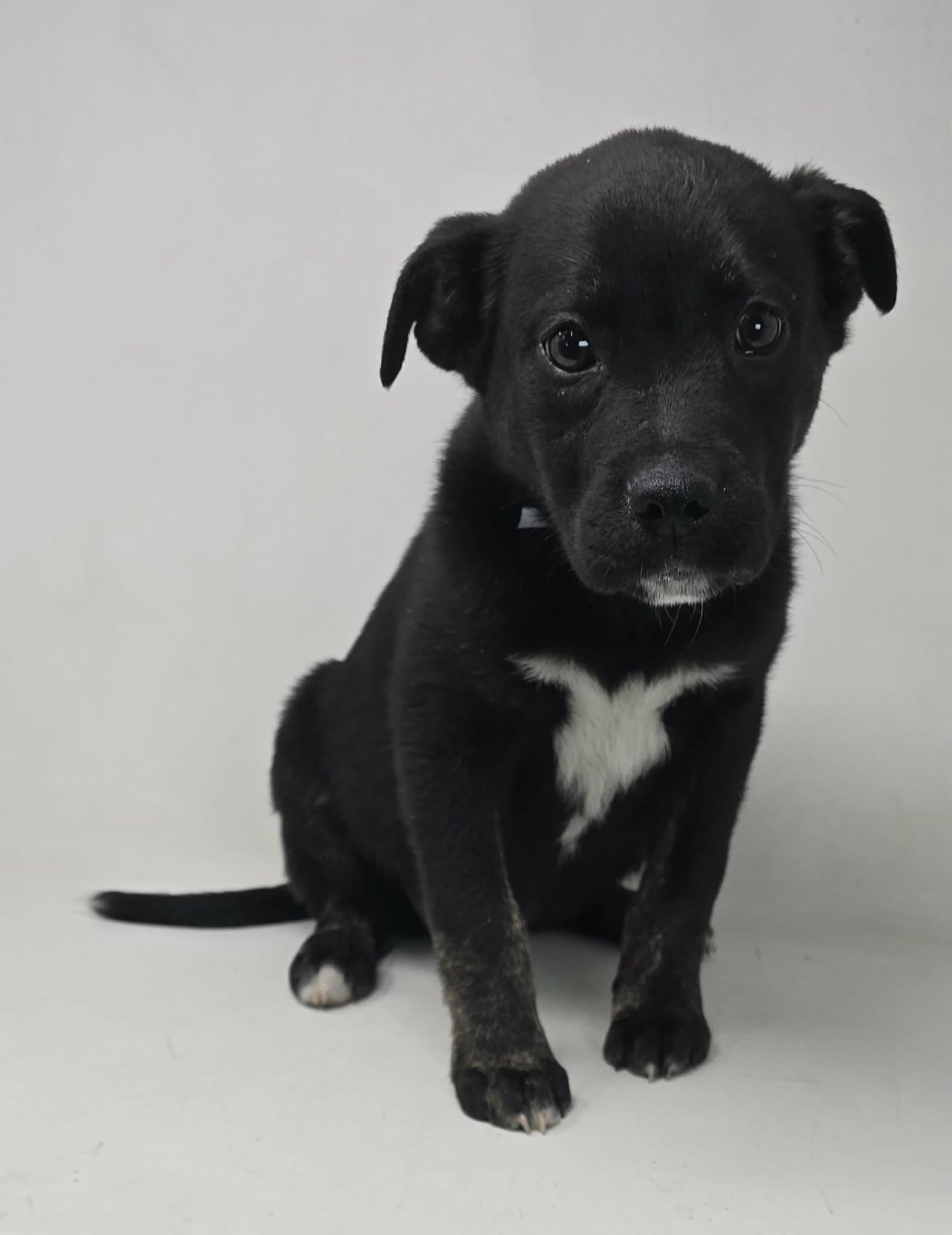 Enlarge Valentine, a ADOPTABLE mixed breed in Newport, TN image 2/4