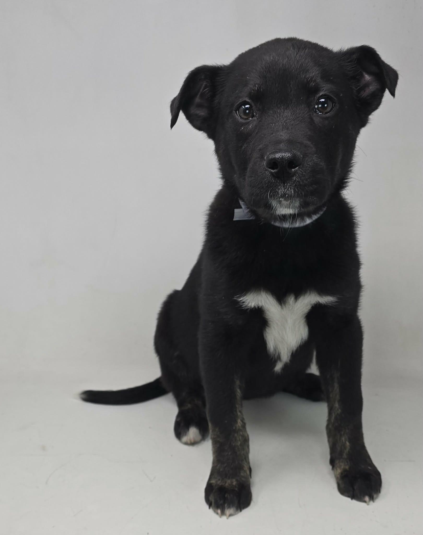 Enlarge Valentine, a ADOPTABLE mixed breed in Newport, TN image 3/4