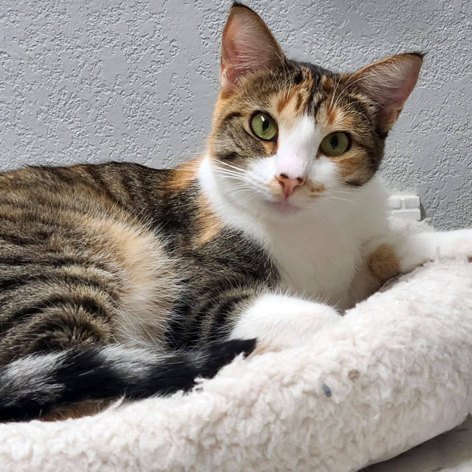 Celeste, Adoptable, Adult Female Calico.
