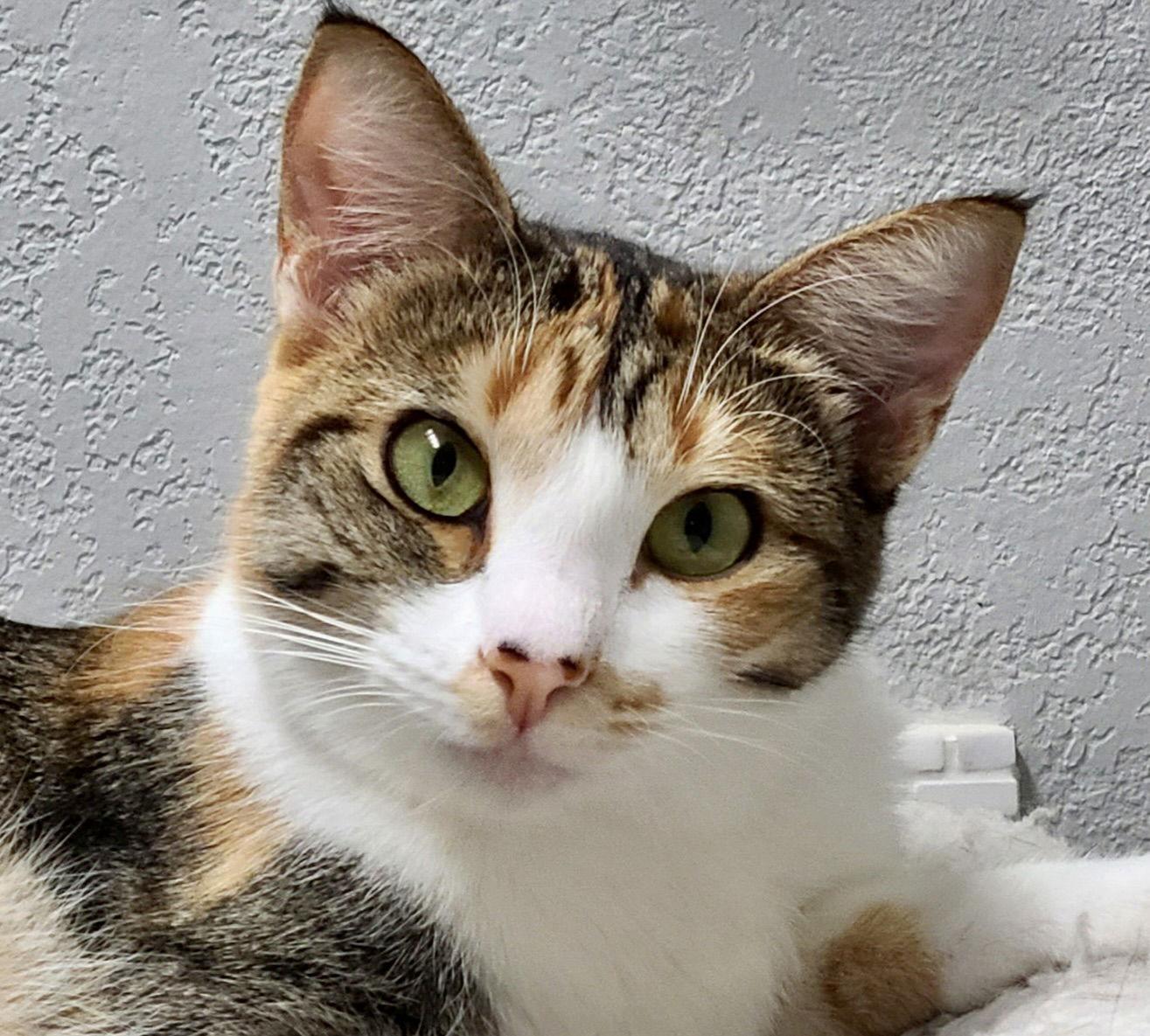 Celeste, a Adoptable Calico in Antioch, CA image 2/2