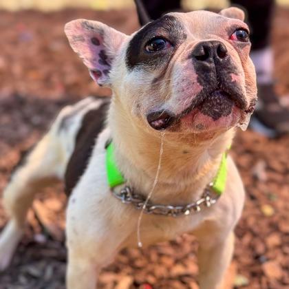 Augie, Adoptable, Adult Male French Bulldog.