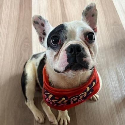 Enlarge Augie, a Adoptable French Bulldog in Springboro, OH image 2/6