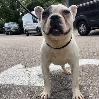 Enlarge Augie, a Adoptable French Bulldog in Springboro, OH image 3/6