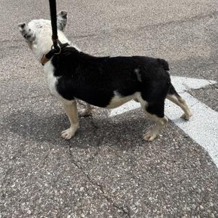 Enlarge Augie, a Adoptable French Bulldog in Springboro, OH image 4/6