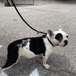Enlarge Augie, a Adoptable French Bulldog in Springboro, OH image 5/6