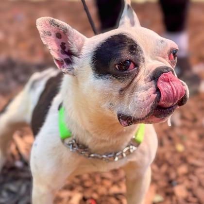 Enlarge Augie, a Adoptable French Bulldog in Springboro, OH image 6/6