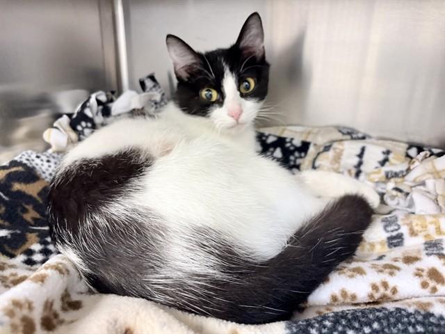 ARIE, Adoptable, Young Female Domestic Short Hair.