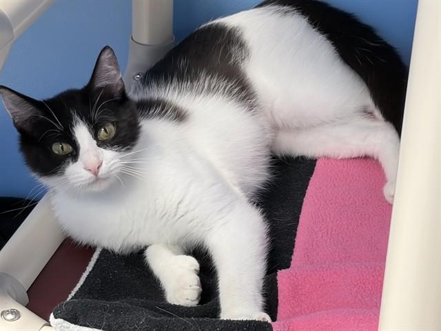 Enlarge ARIE, a Adoptable Domestic Short Hair in Ames, IA image 1/1