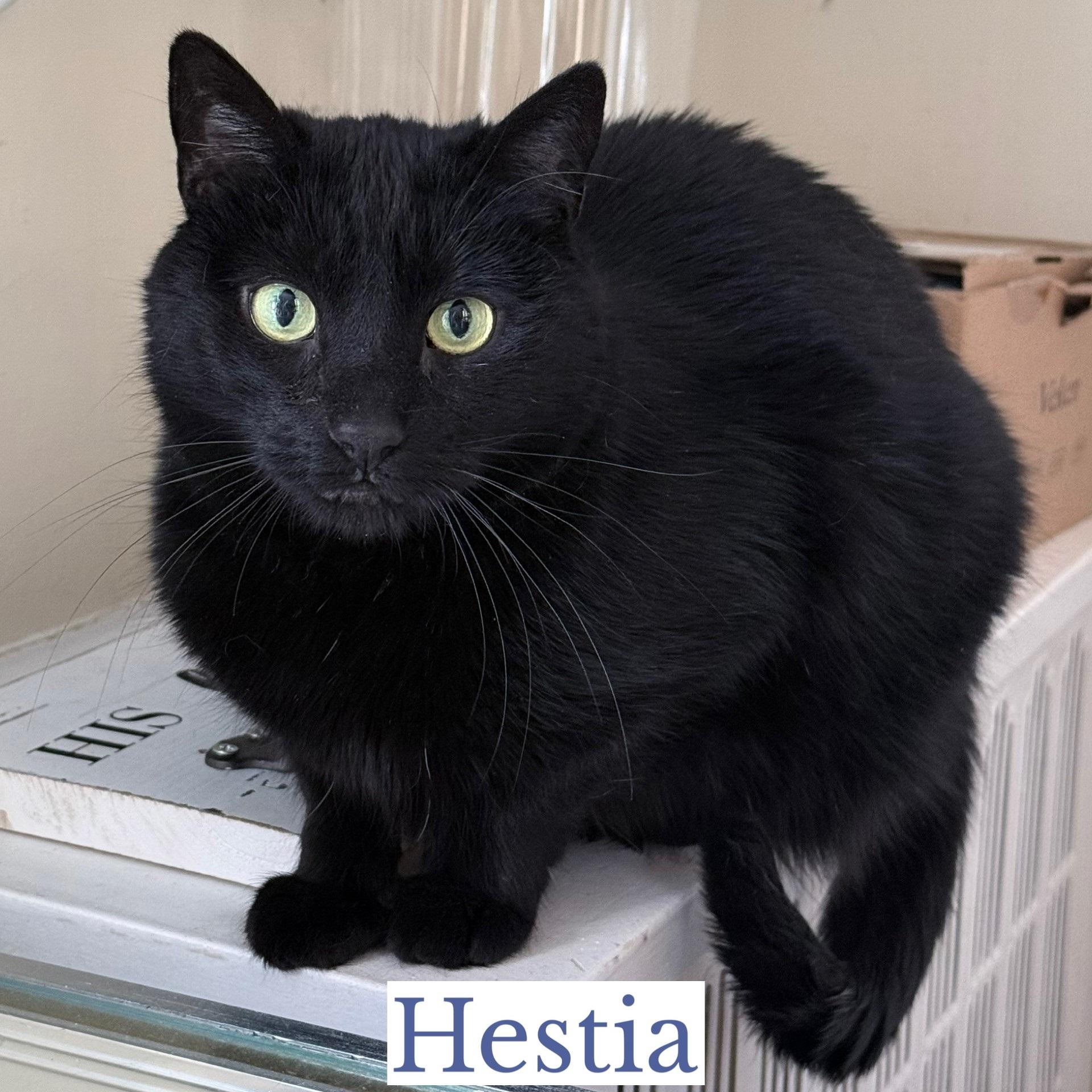 Hestia, Adoptable, Adult Female Domestic Short Hair.