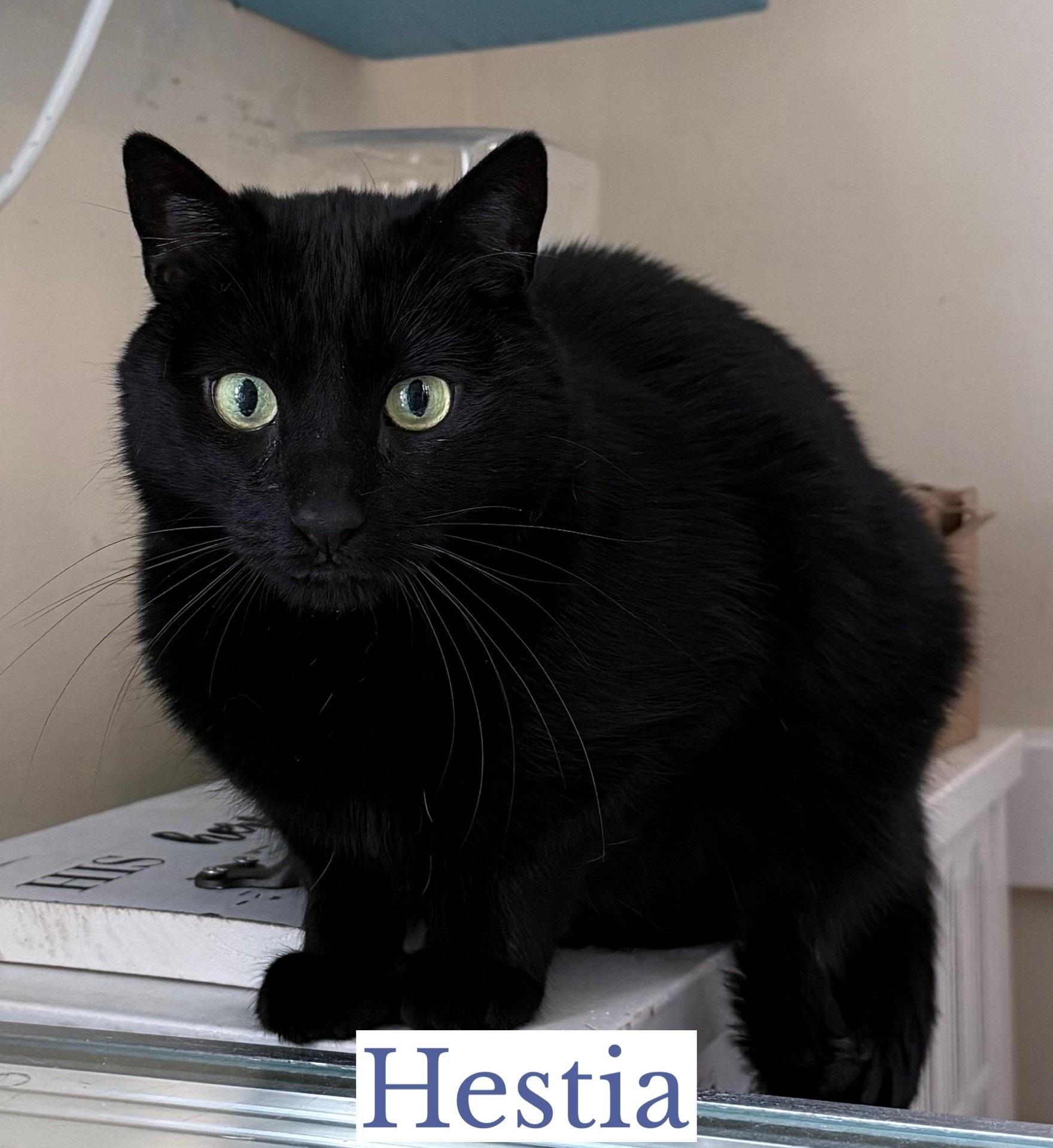 Enlarge Hestia, a Adoptable Domestic Short Hair in Berkeley Springs, WV image 2/2