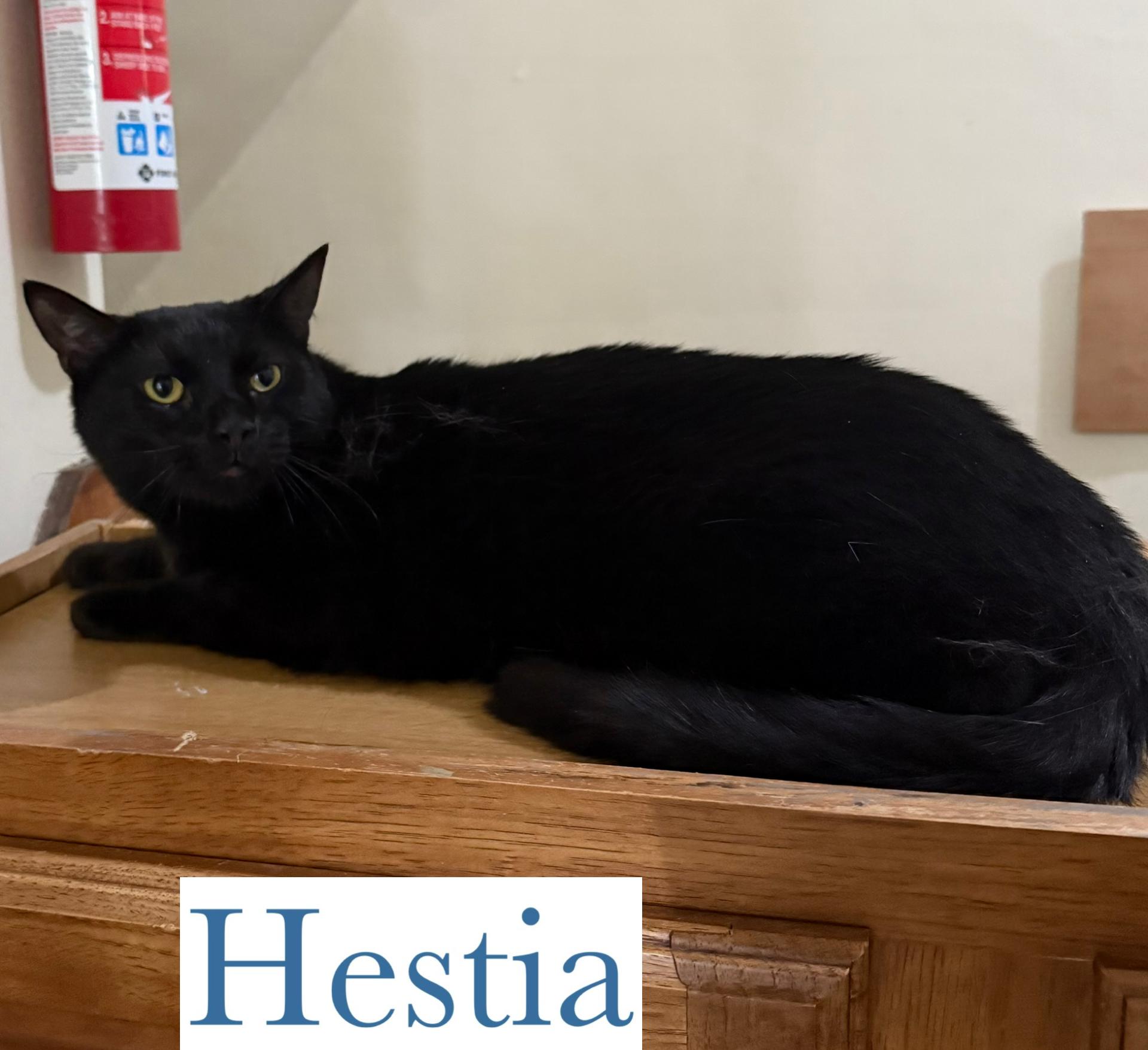 Hestia, Adoptable, Adult Female Domestic Short Hair.