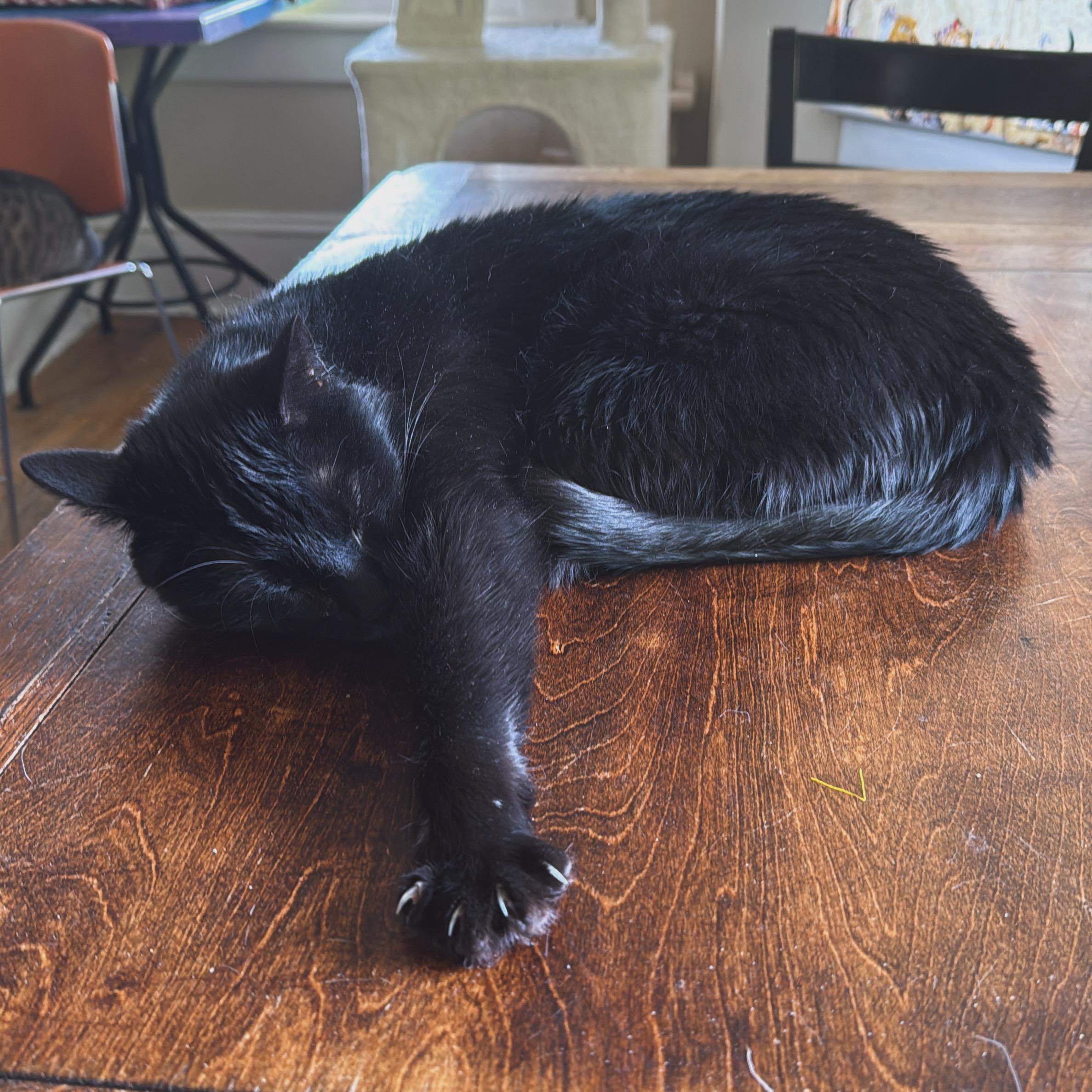 Enlarge Hestia, a Adoptable Domestic Short Hair in Berkeley Springs, WV image 1/3