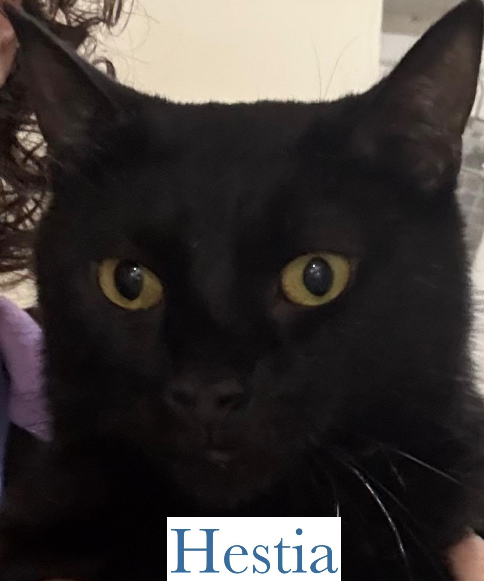 Enlarge Hestia, a Adoptable Domestic Short Hair in Berkeley Springs, WV image 2/2