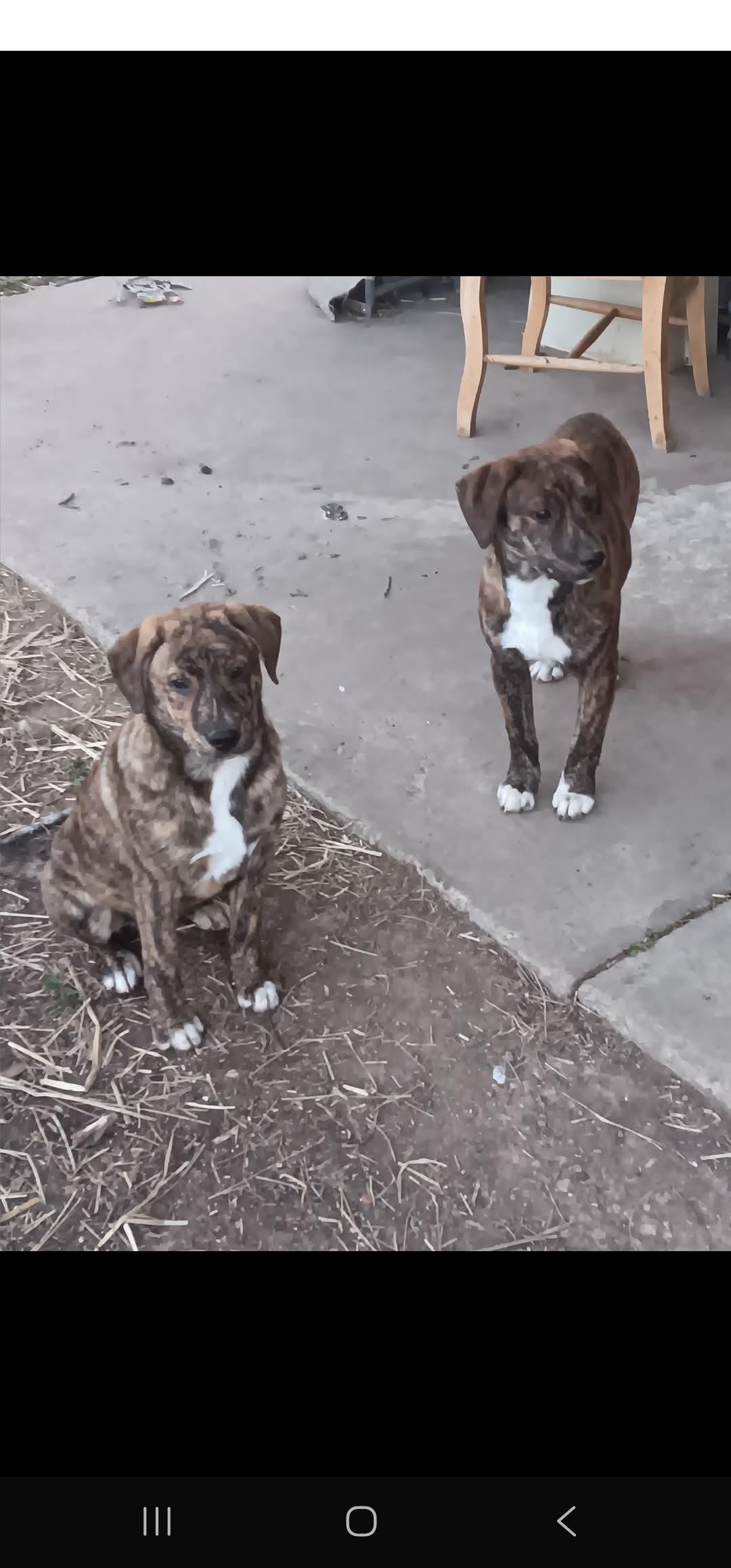 Enlarge Micah, a Adoptable mixed breed in Dittmer, MO image 3/5