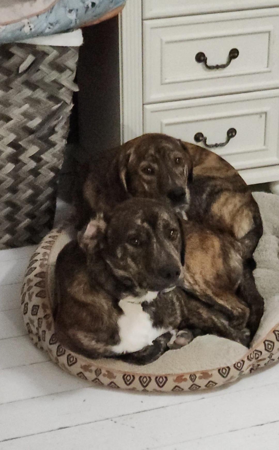 Enlarge Micah, a Adoptable mixed breed in Dittmer, MO image 2/5