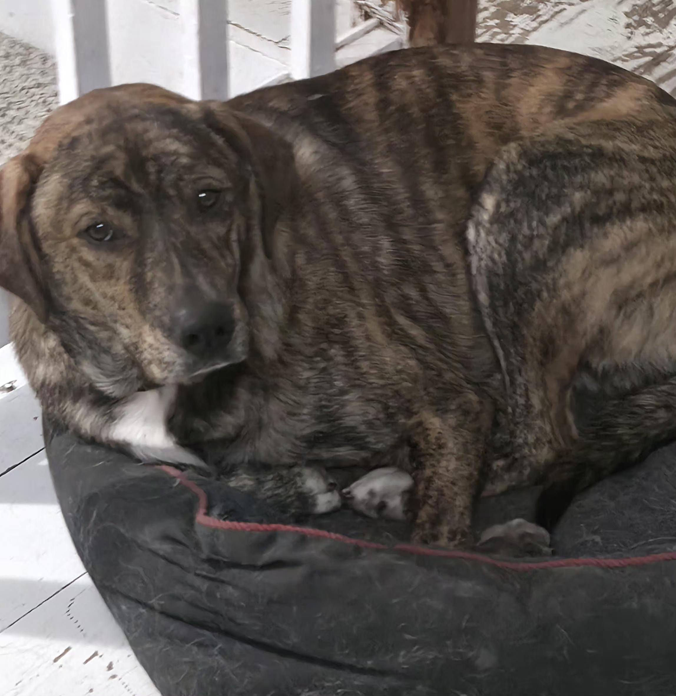 Enlarge Micah, a Adoptable mixed breed in Dittmer, MO image 1/5