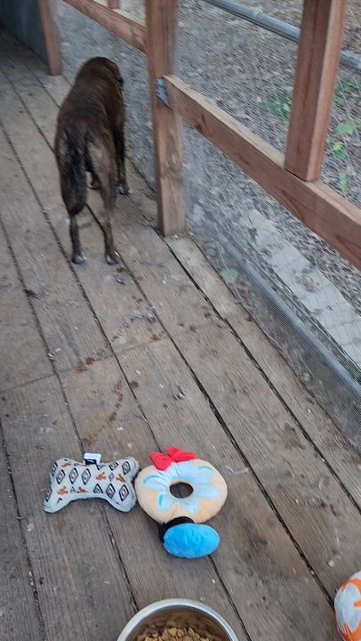 Enlarge Micah, a Adoptable mixed breed in Dittmer, MO video 5/5