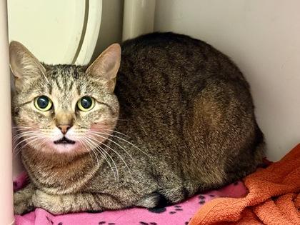 Enlarge Lily Pad, a ADOPTABLE Domestic Short Hair in Downers Grove, IL image 2/3