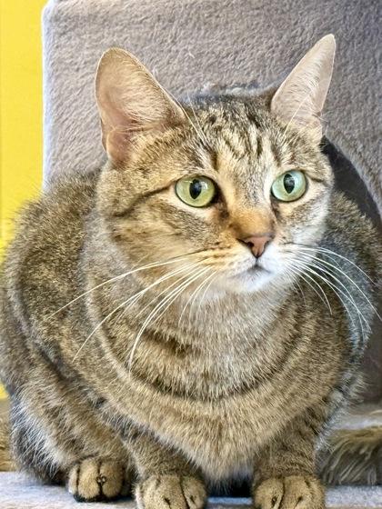 Enlarge Lily Pad, a ADOPTABLE Domestic Short Hair in Downers Grove, IL image 1/3