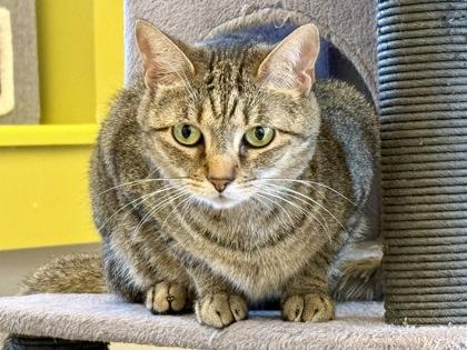 Enlarge Lily Pad, a ADOPTABLE Domestic Short Hair in Downers Grove, IL image 3/3