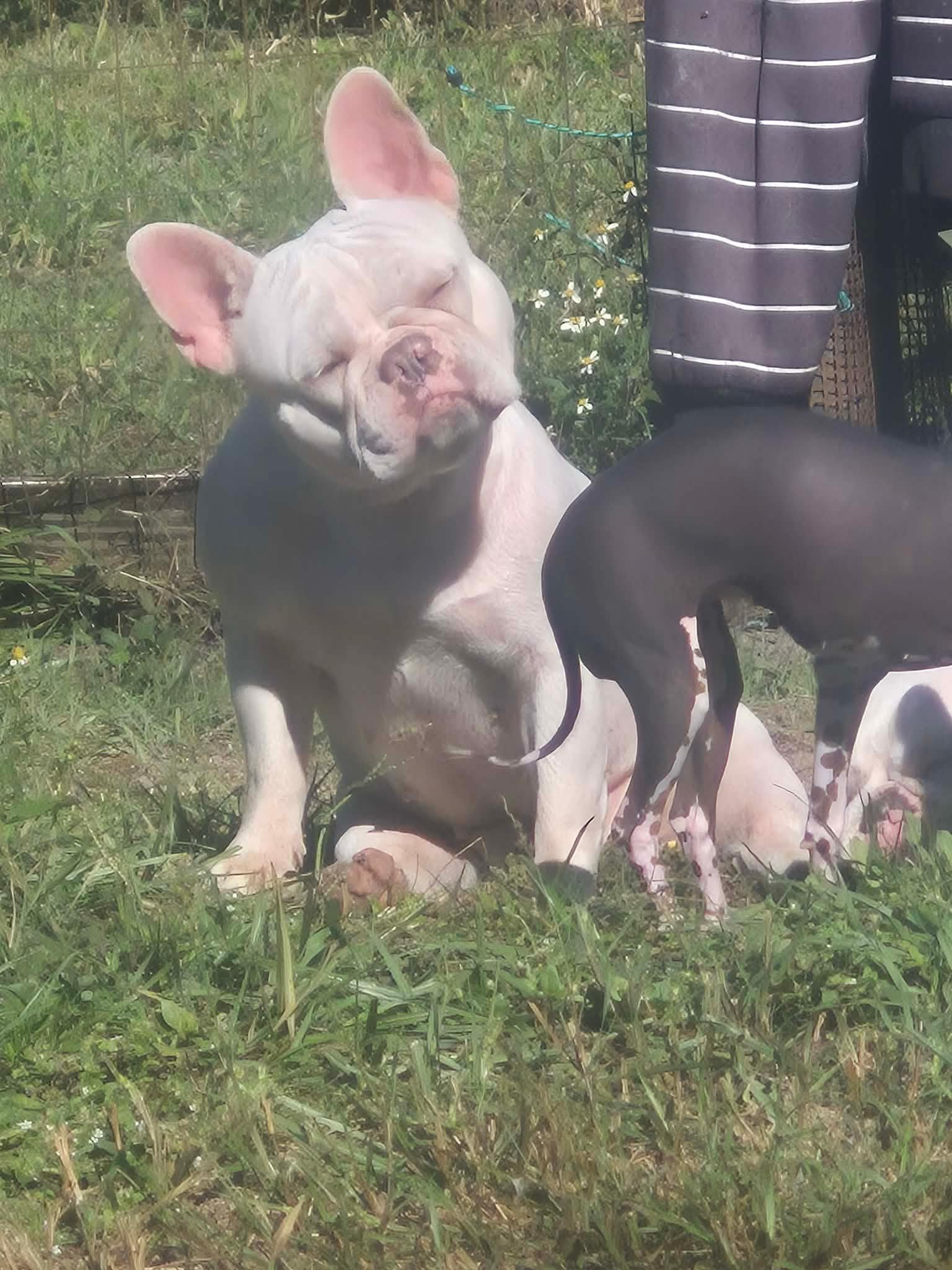 Marshmallow (Marsha), Adoptable, Adult Female French Bulldog.