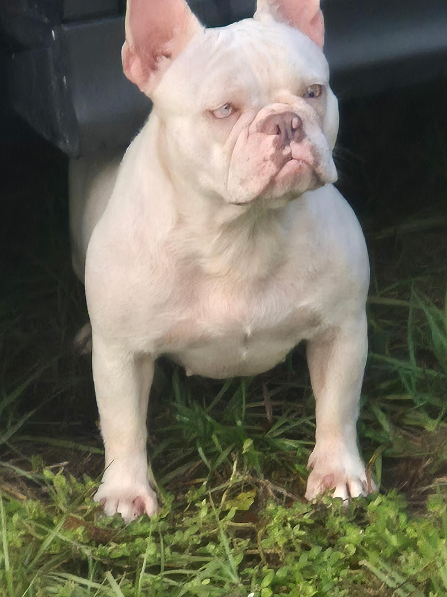 Enlarge Marshmallow (Marsha), a Adoptable French Bulldog in PALM BAY, FL image 2/2