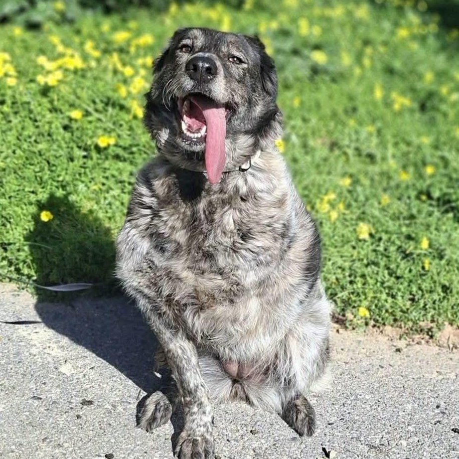 Enlarge Pinipa, a Adoptable mixed breed in Scarborough, ON image 3/6