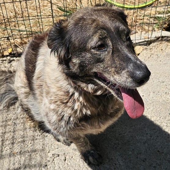 Enlarge Pinipa, a Adoptable mixed breed in Scarborough, ON image 4/6