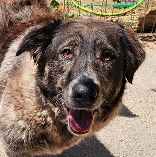 Enlarge Pinipa, a Adoptable mixed breed in Scarborough, ON image 1/6