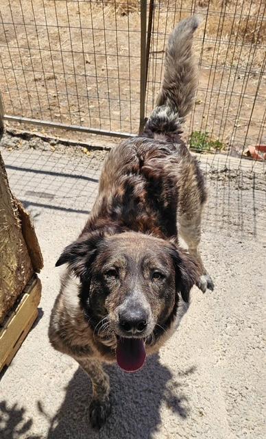 Enlarge Pinipa, a Adoptable mixed breed in Scarborough, ON image 2/6