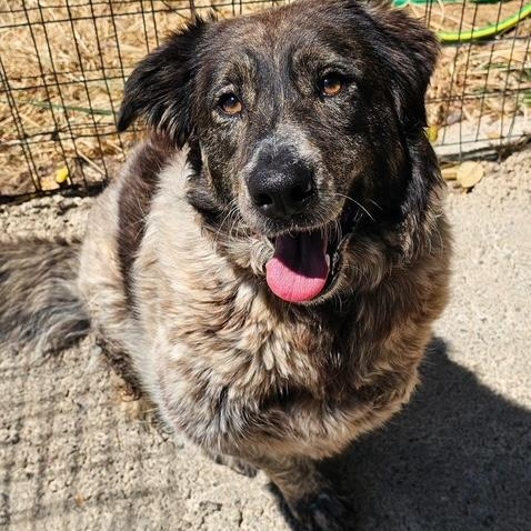 Enlarge Pinipa, a Adoptable mixed breed in Scarborough, ON image 5/6