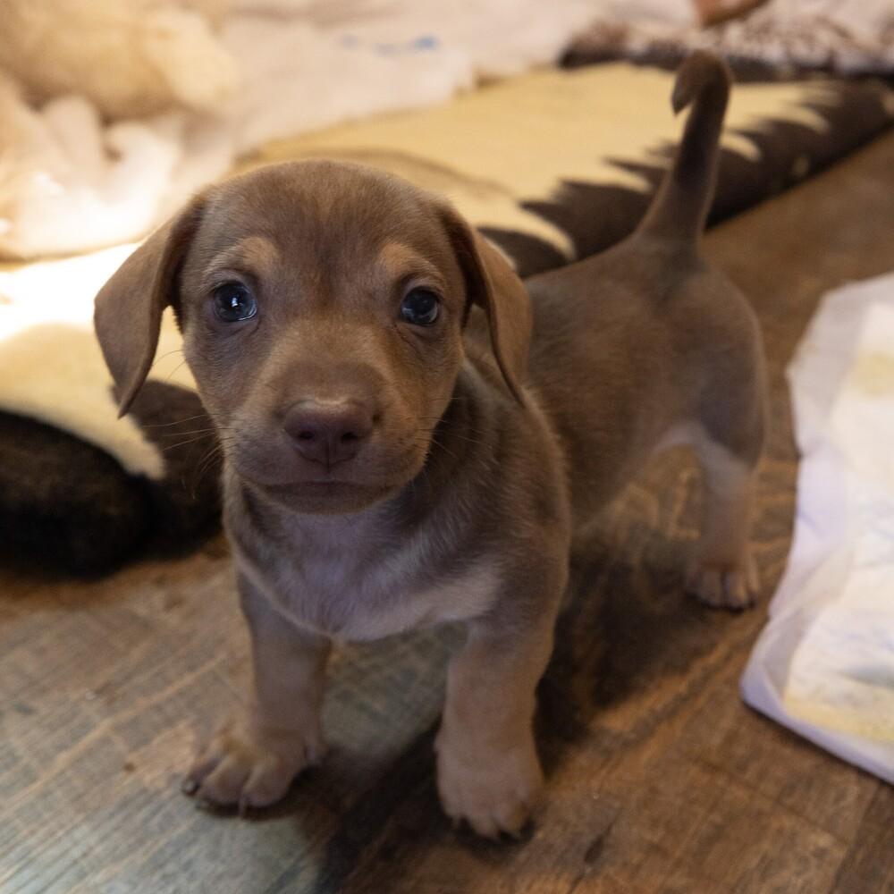 Winnie the Pooh, Adoptable, Puppy Male Dachshund & Chihuahua.