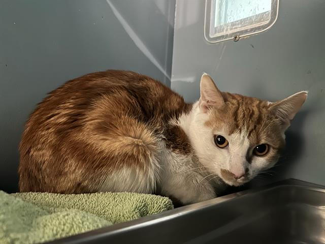 LITTLE DULCE, Adoptable, Young Male Domestic Short Hair.