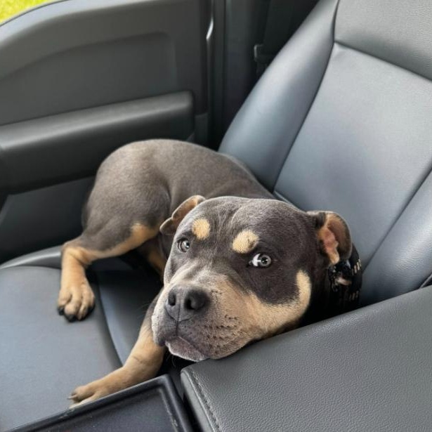 Tank, a ADOPTABLE mixed breed in Martinsville, VA image 2/4