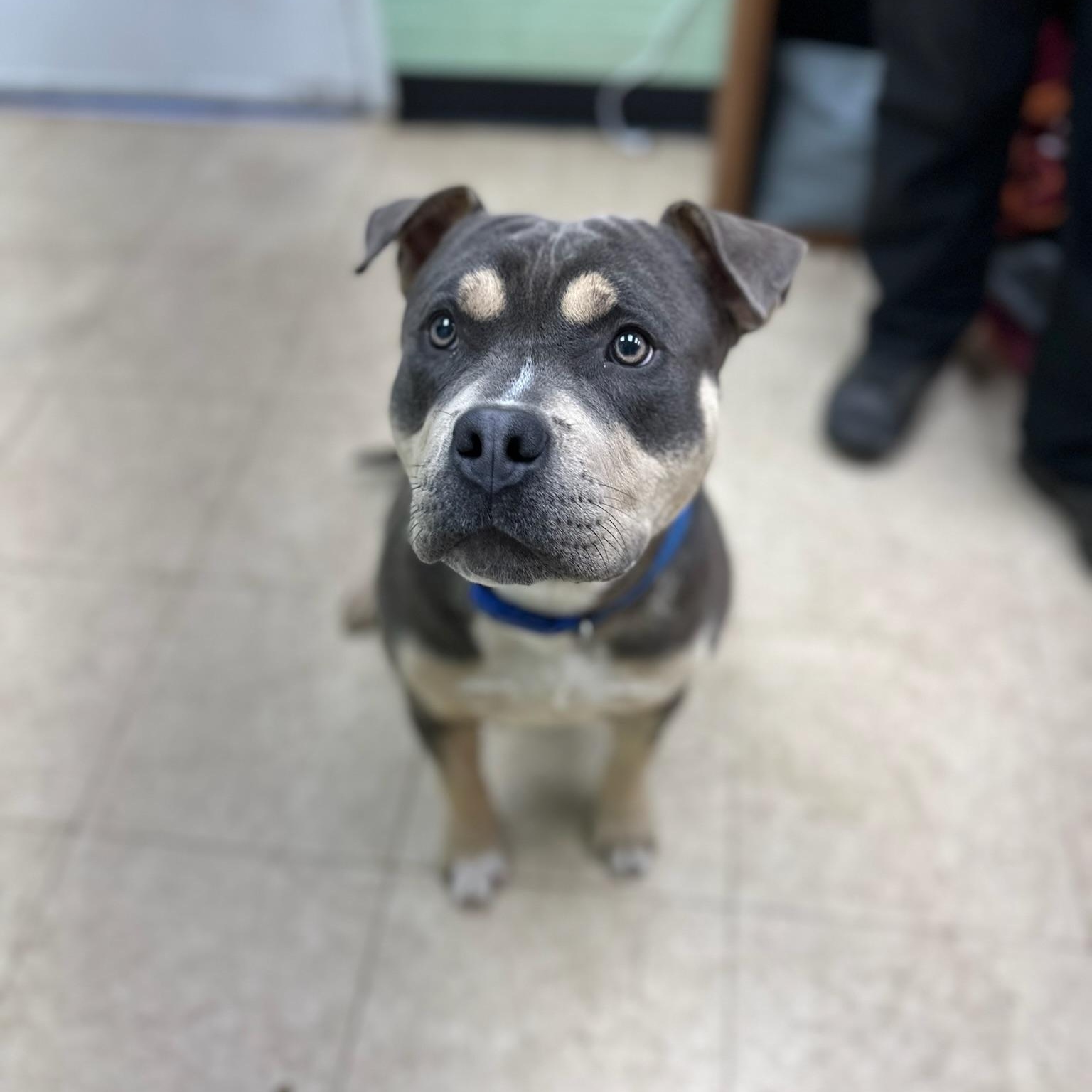 Tank, a ADOPTABLE mixed breed in Martinsville, VA image 4/4