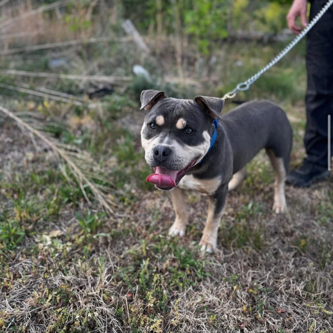 Tank, ADOPTABLE, Young Male American Bully.