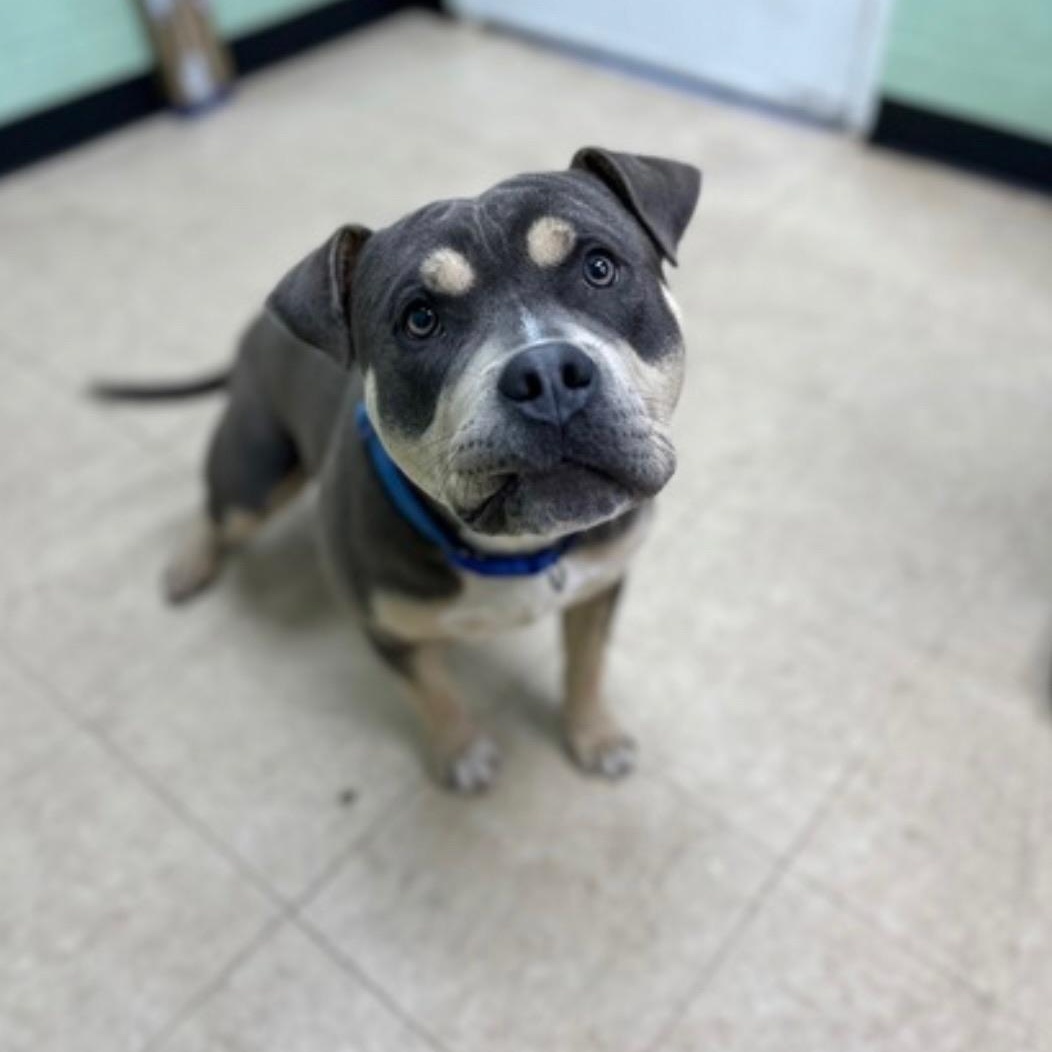 Tank, a ADOPTABLE mixed breed in Martinsville, VA image 3/4