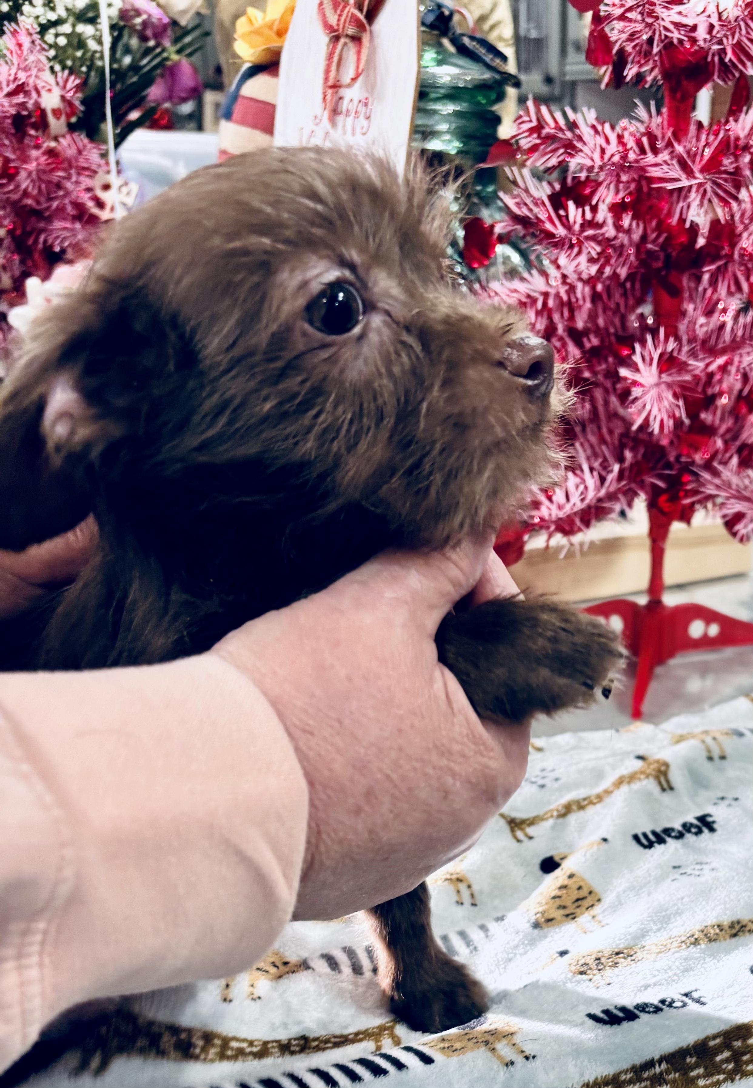 Rusty, Adopted, Puppy Male Yorkshire Terrier & Chihuahua.