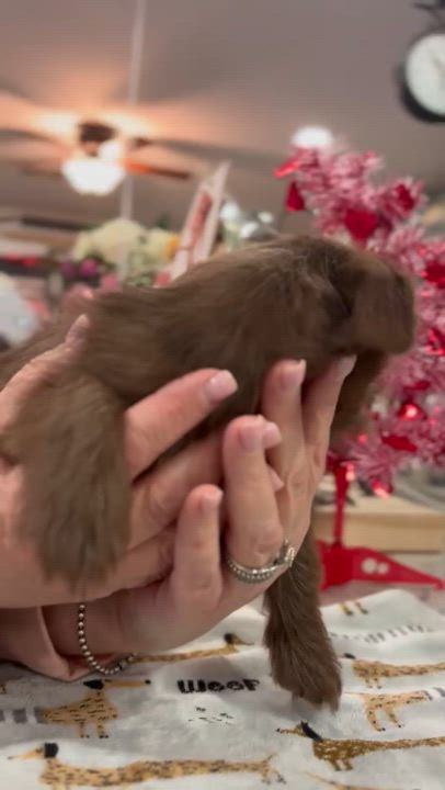 Enlarge Rusty, a Adopted mixed breed in Forked River, NJ video 2/2