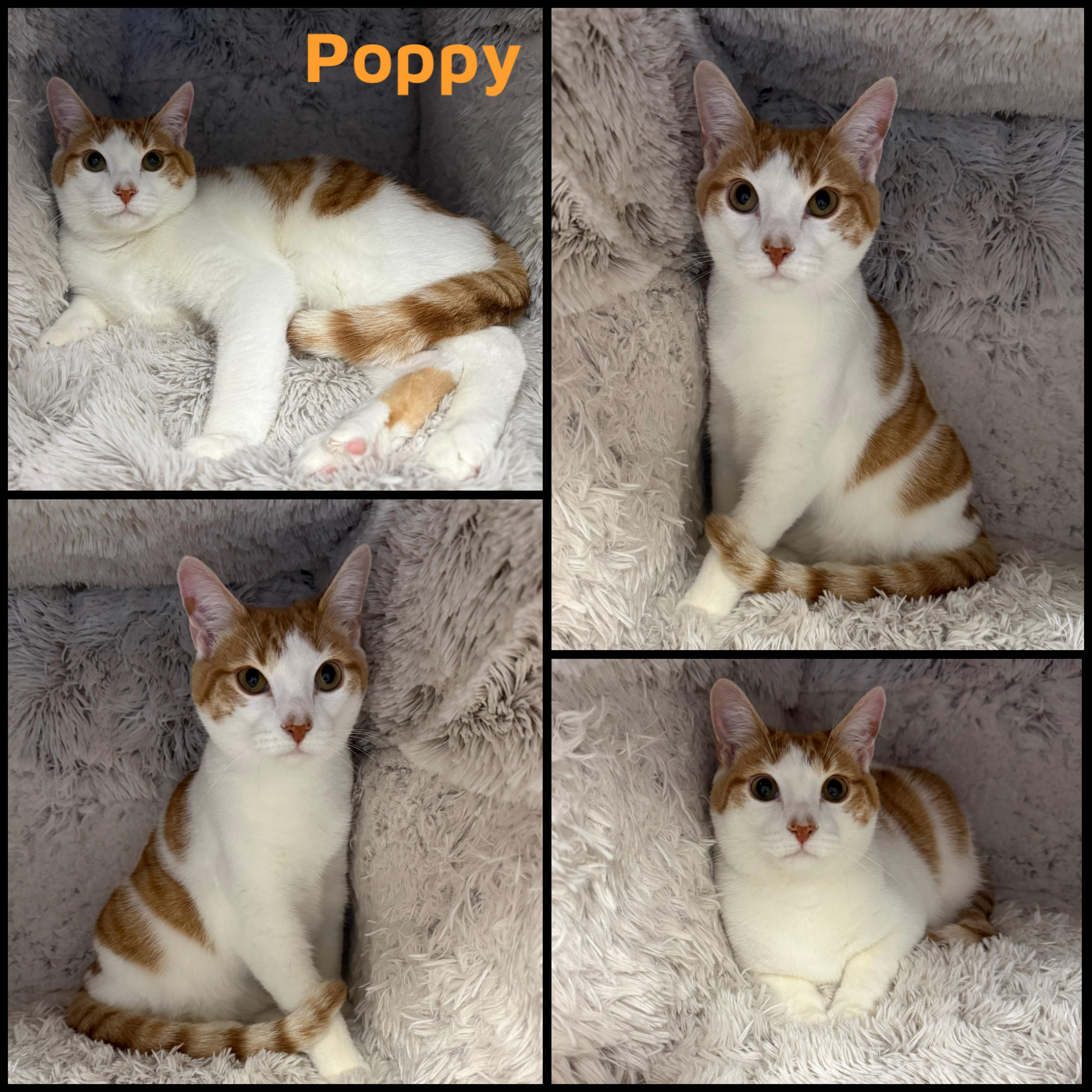 Enlarge Poppy, a ADOPTABLE Domestic Short Hair in Louisville, KY image 1/1