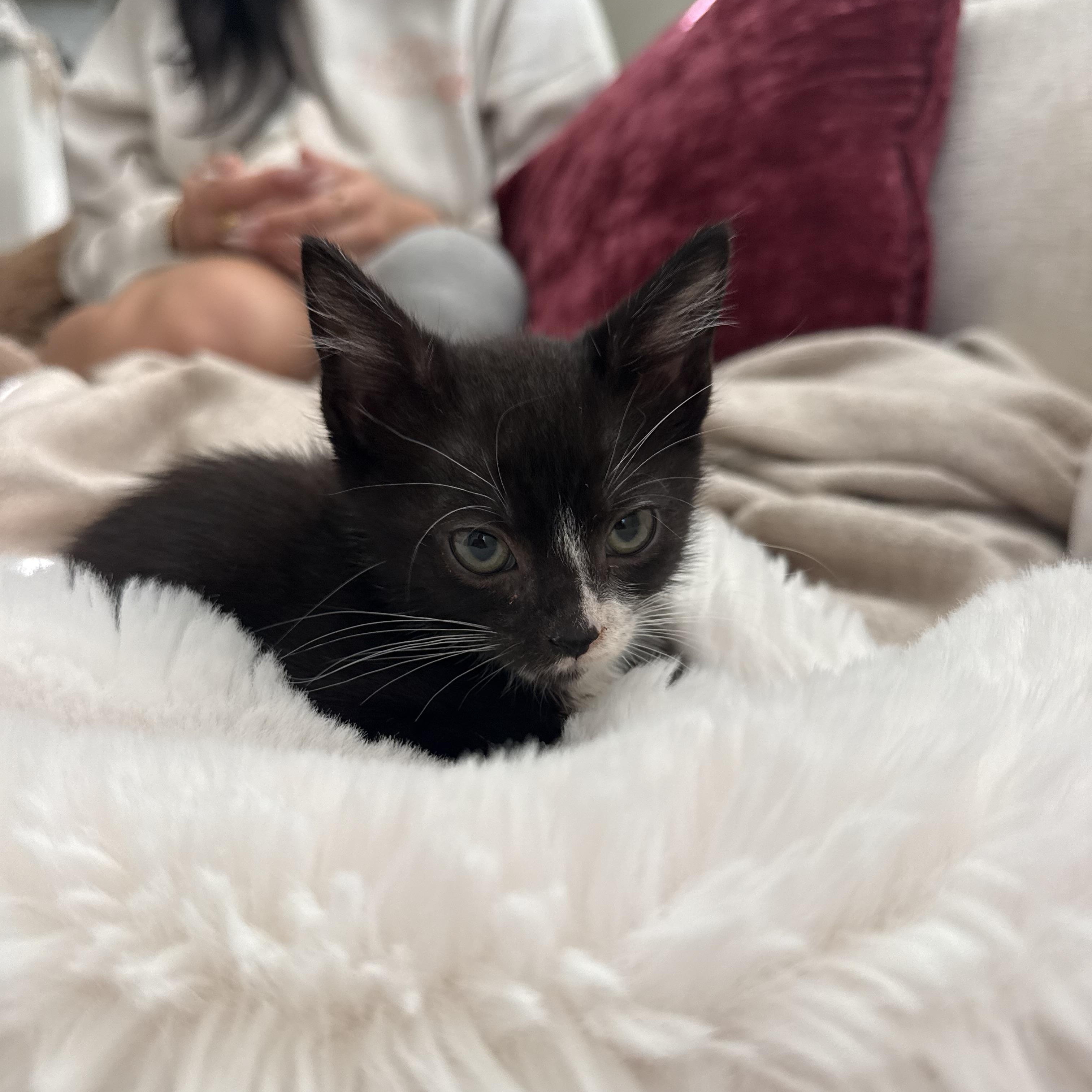 Enlarge Taco Breath, a Adoptable Tuxedo in Boothbay, ME image 2/3