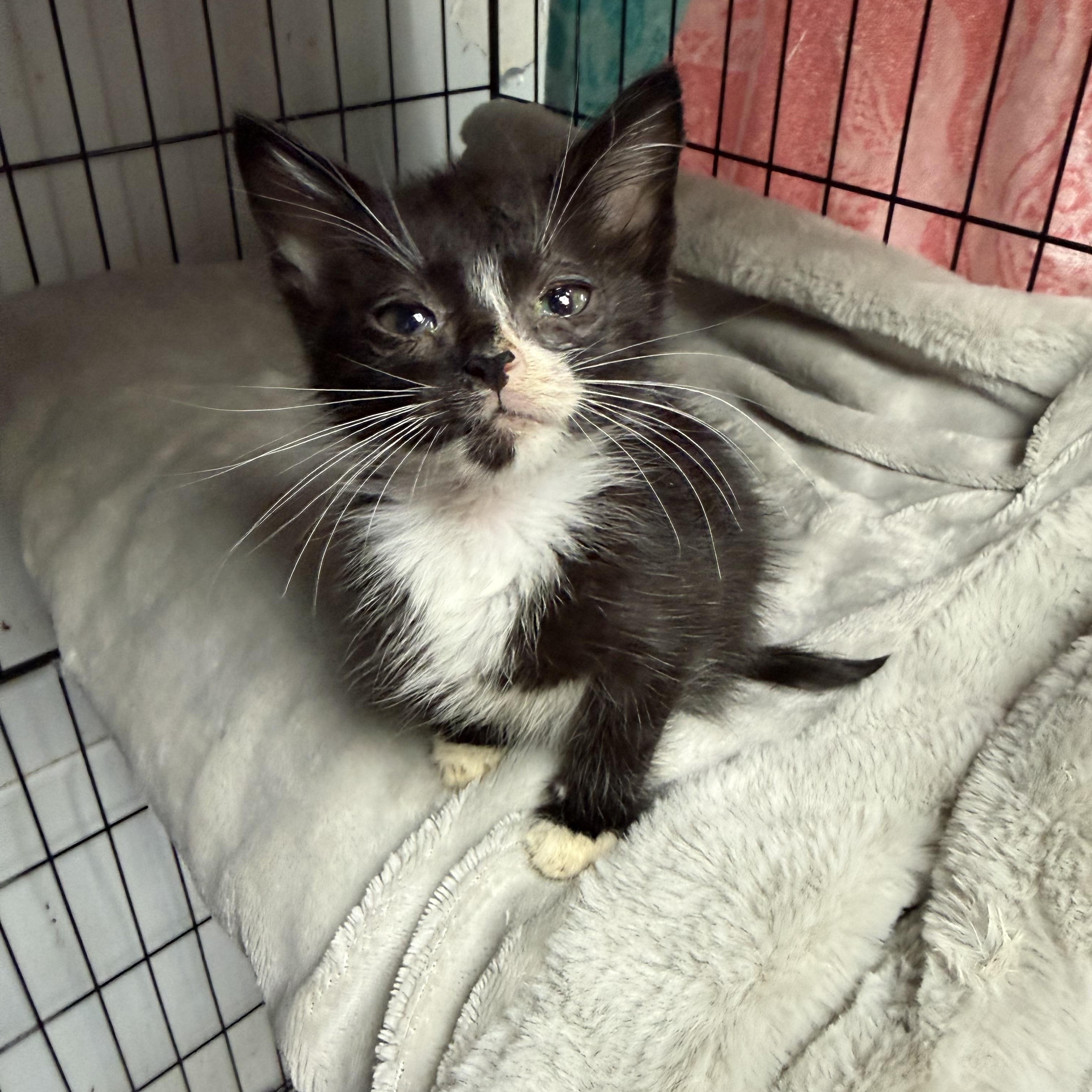 Enlarge Taco Breath, a Adoptable Tuxedo in Boothbay, ME image 3/3