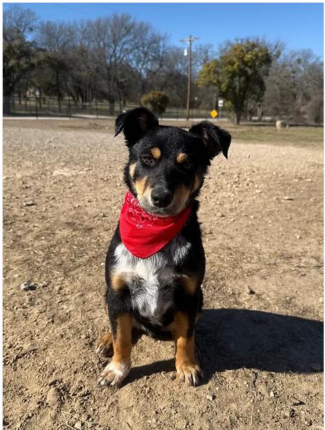Boone, Young Male Mixed Breed