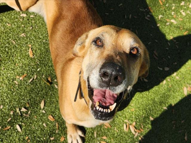 TINA, Adoptable, Senior Female Labrador Retriever.