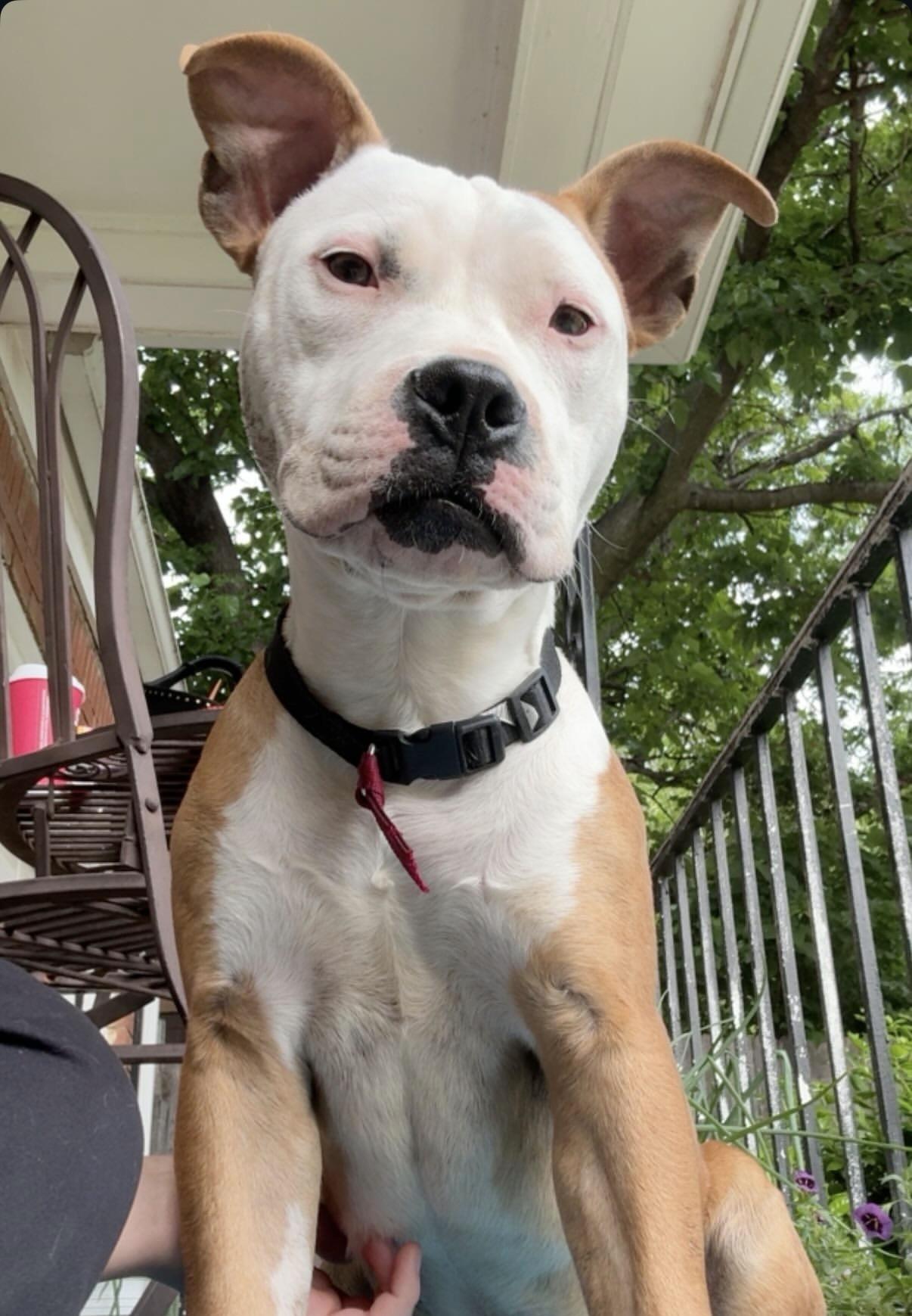 Bruno, a ADOPTABLE mixed breed in Choctaw, OK image 4/4