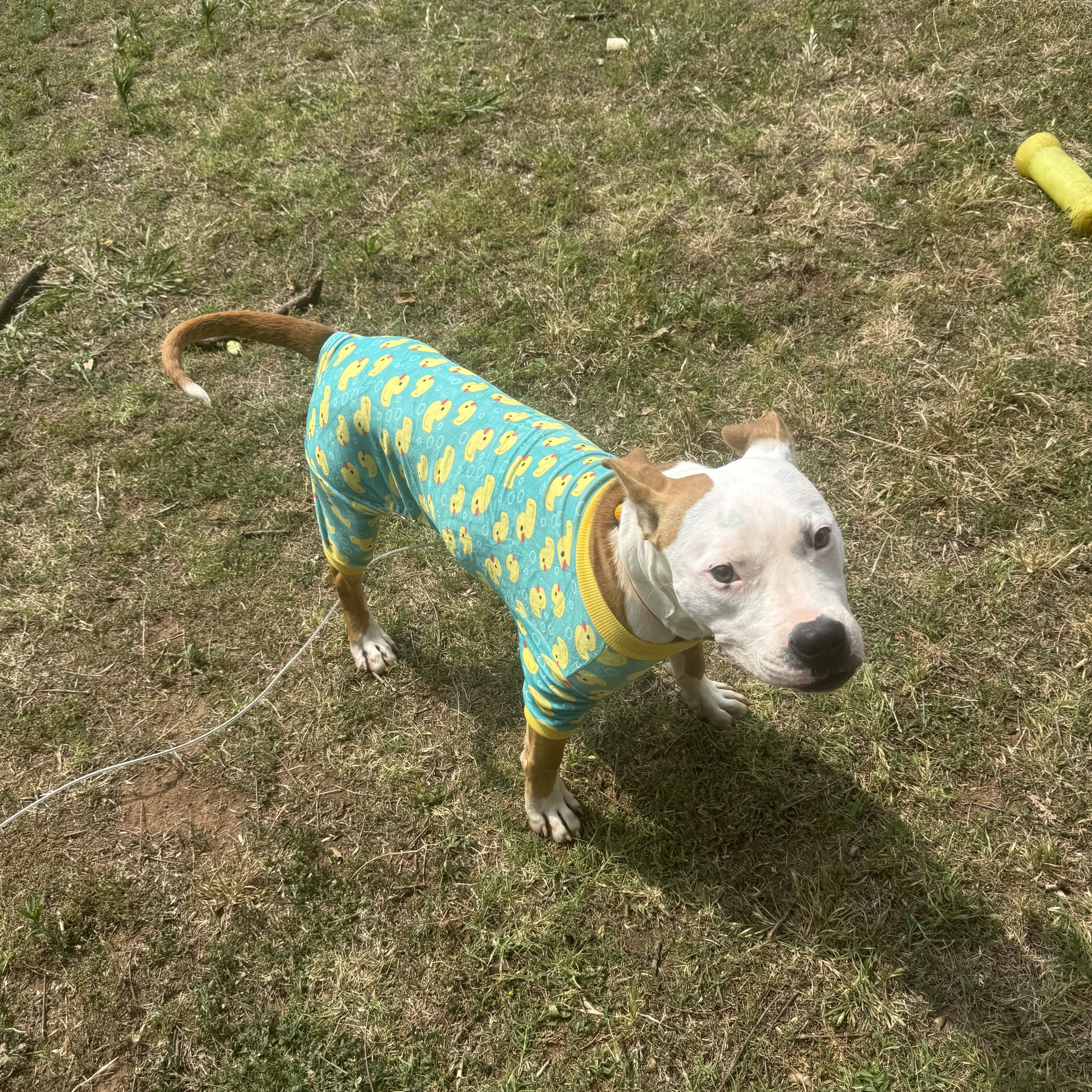 Bruno, a ADOPTABLE mixed breed in Choctaw, OK image 2/4