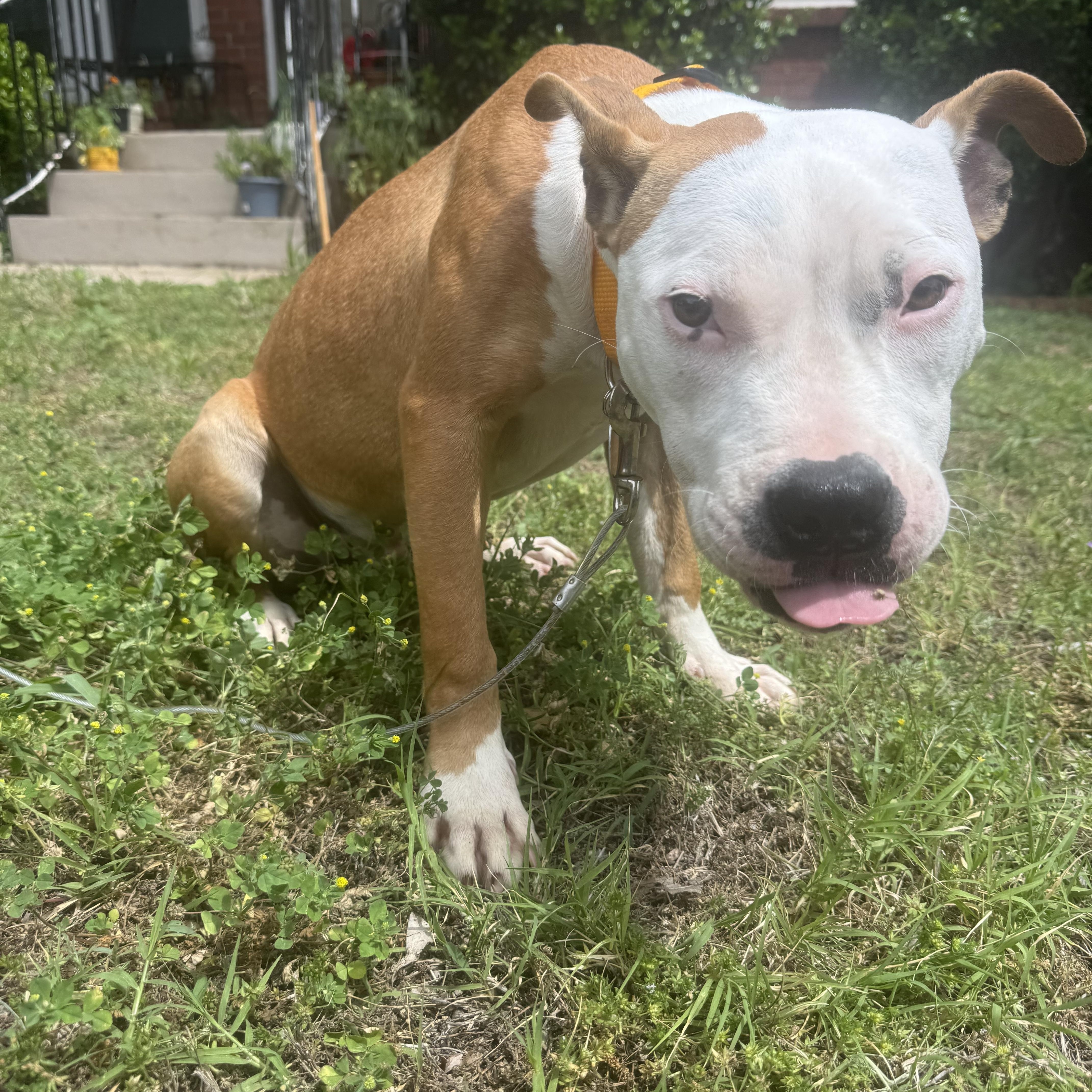 Bruno, ADOPTABLE, Young Male American Staffordshire Terrier & Boxer.