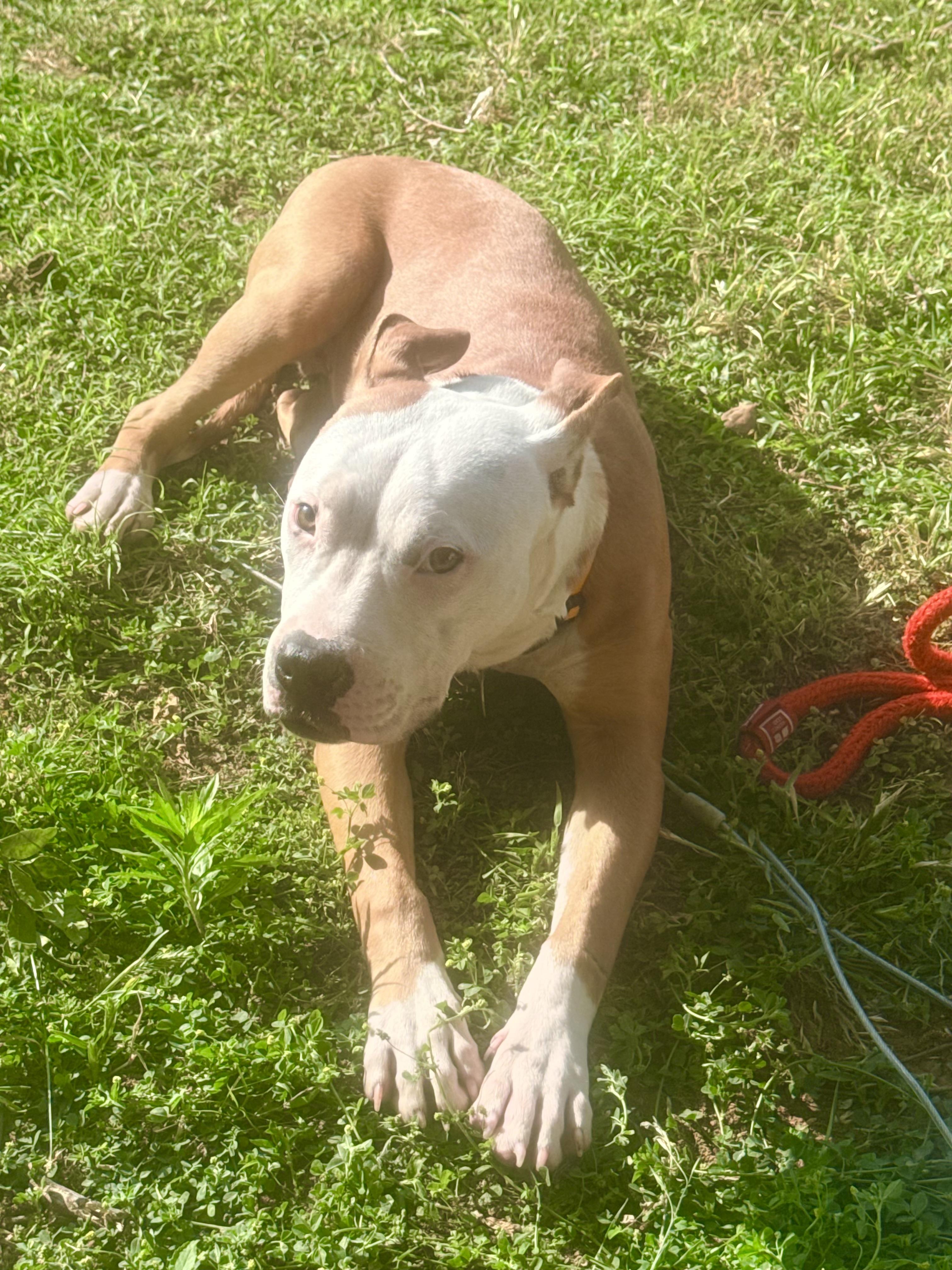Bruno, a ADOPTABLE mixed breed in Choctaw, OK image 3/4