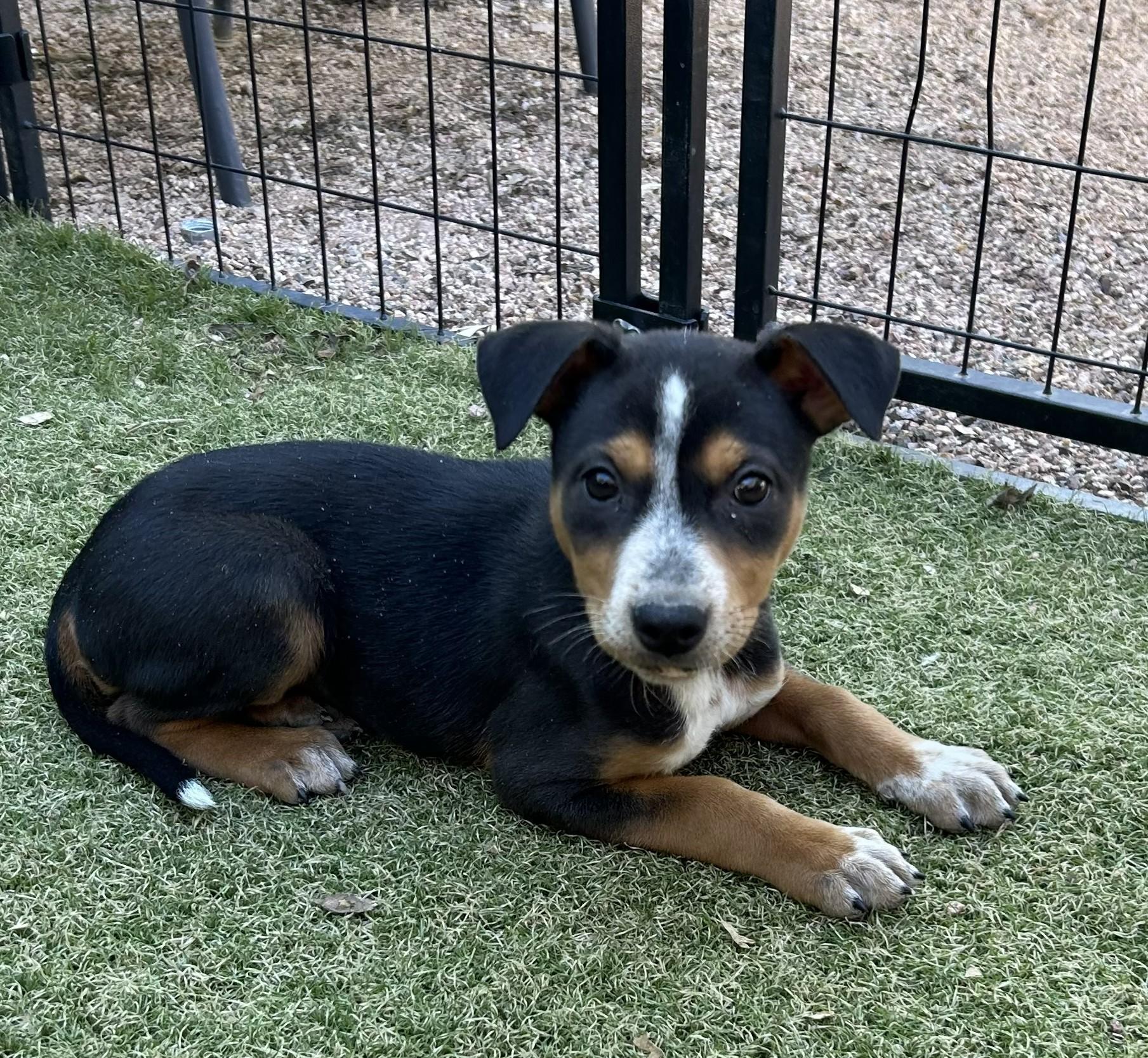 Enlarge Vortex, a ADOPTABLE mixed breed in Apache Junction, AZ image 1/3